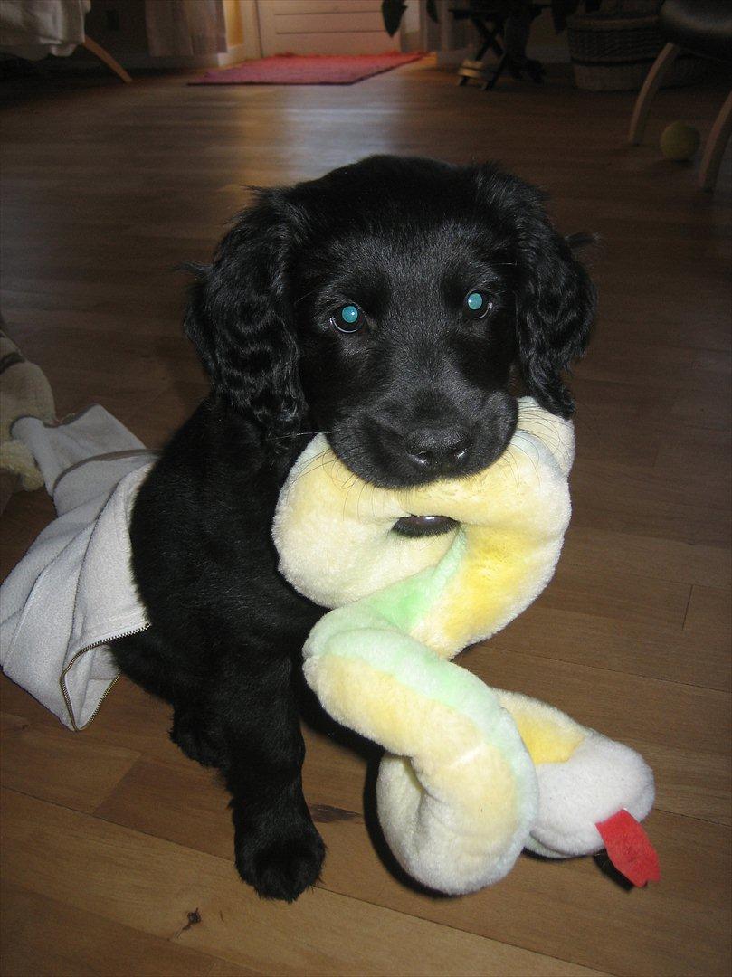 Blanding af racer Eddie - 9 uger gammel. En lille basse. billede 1