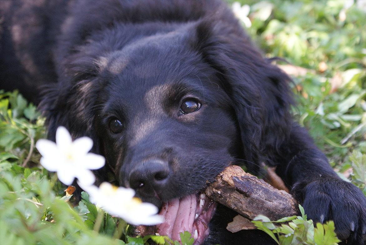 Blanding af racer Eddie - 14 uger gammel billede 2