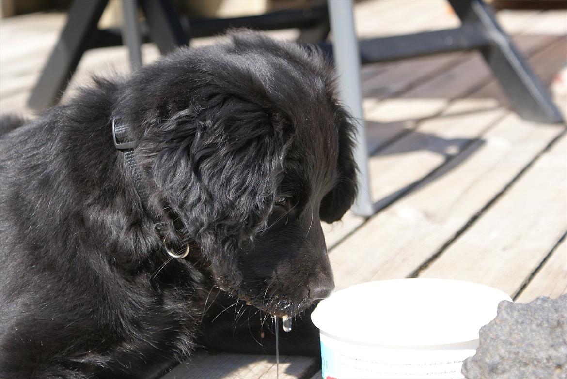 Blanding af racer Eddie - 14 uger billede 3