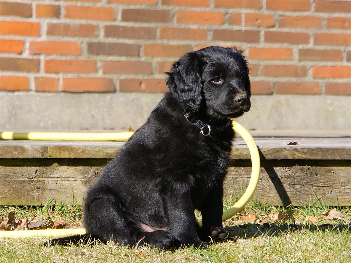 Blanding af racer Eddie -  8 ½ uge billede 4