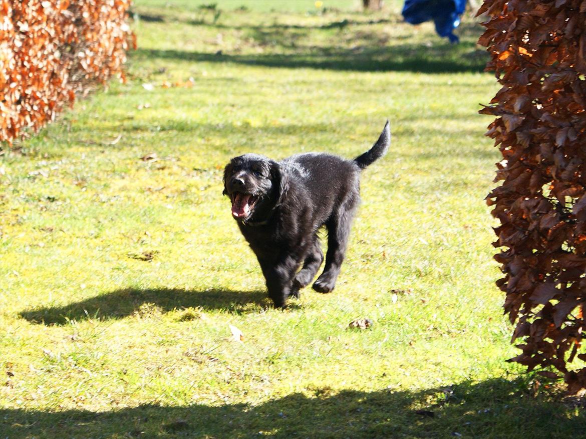 Blanding af racer Eddie - 8 ½ uge billede 5