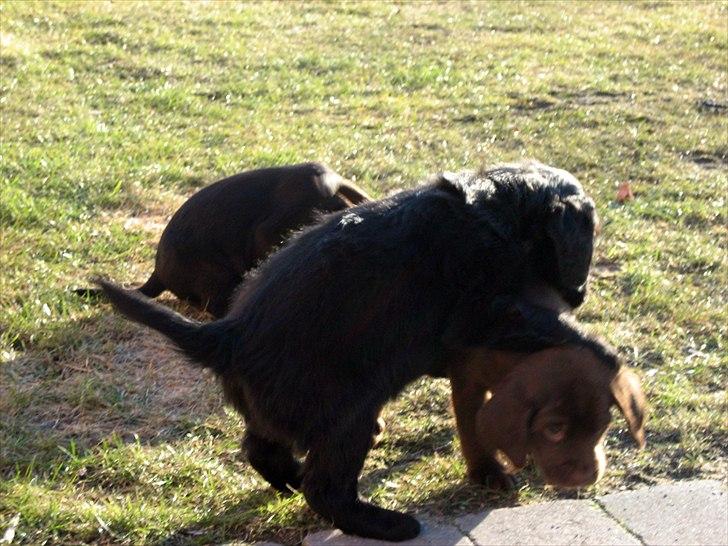 Blanding af racer Eddie - 6 uger billede 6