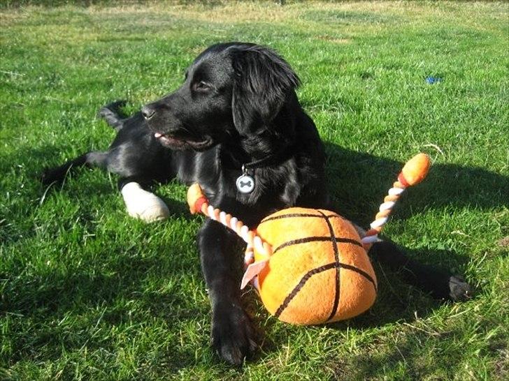 Blanding af racer Eddie - Forstuvet tå og ny bamse billede 7