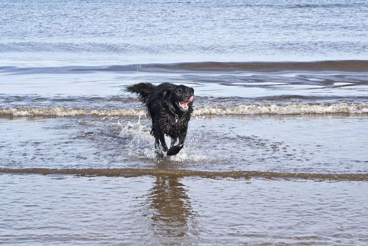 Blanding af racer Eddie - Vandhund - 2 år gammel billede 8