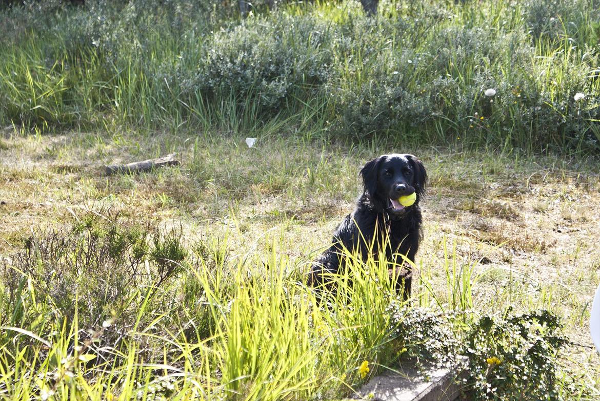 Blanding af racer Eddie - På sommerferie! billede 9