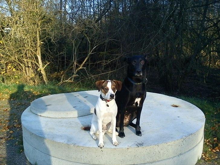 Blanding af racer Diego - 12/11 2011
Vores første morgentur sammen.  
En skønherlig tur ud i det blå. billede 5