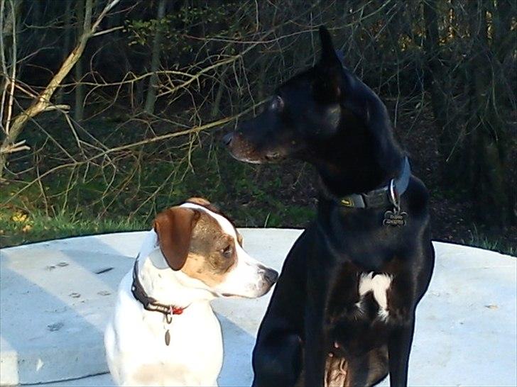 Blanding af racer Diego - Hvis du holder vagt til højre. så tjekker jeg venstre. Roger, over and out.  billede 6