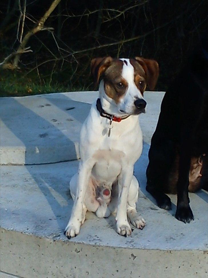 Blanding af racer Diego - jeg syntes selv han er en ret flot hund billede 7