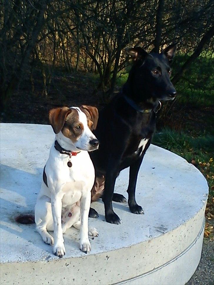 Blanding af racer Diego billede 8