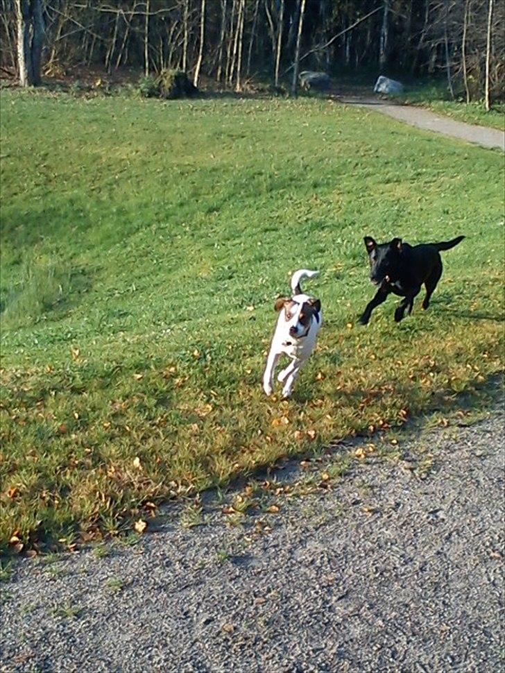 Blanding af racer Diego - Og lege kan de også.  billede 9