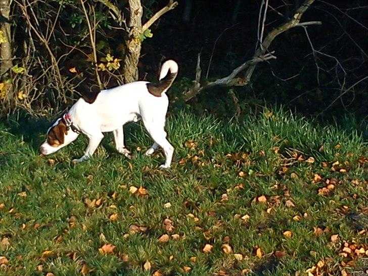 Blanding af racer Diego - uhhhh en dejlig duft der er her. Jeg må lige finde ud af hvad det er??? billede 10
