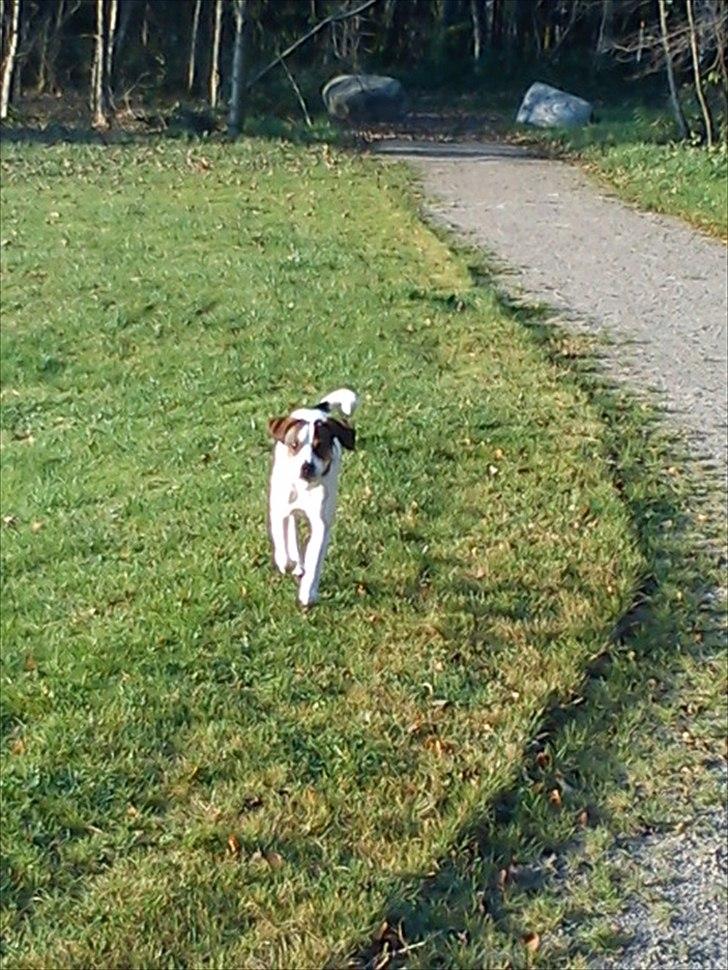 Blanding af racer Diego - Han elsker at lege. Og får heldigvis lov til det.  billede 11