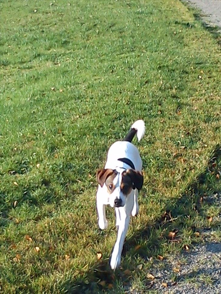 Blanding af racer Diego billede 12