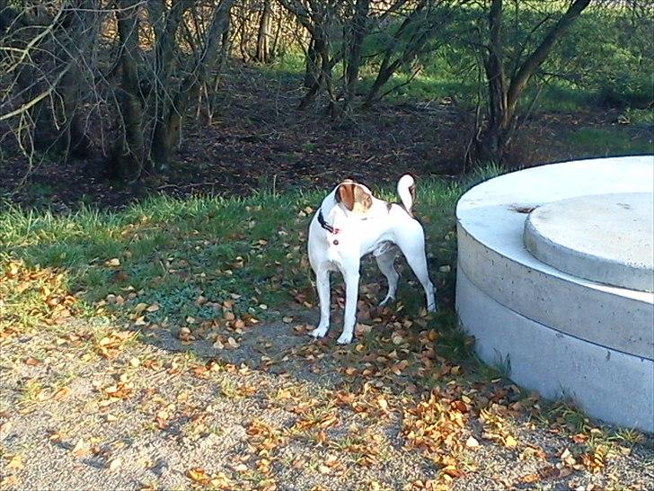 Blanding af racer Diego billede 13