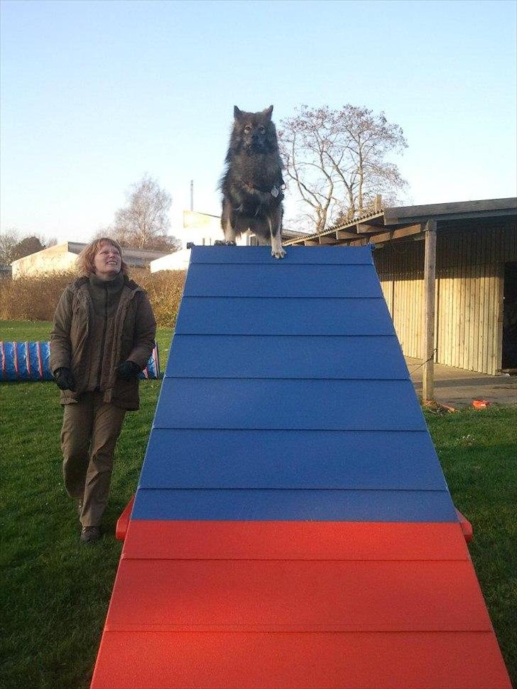 Eurasier Skovagergaards Dorthea - Jeg elsker agility. Her prøver jeg det nye A. Fotograf: Julia Sandkær billede 12
