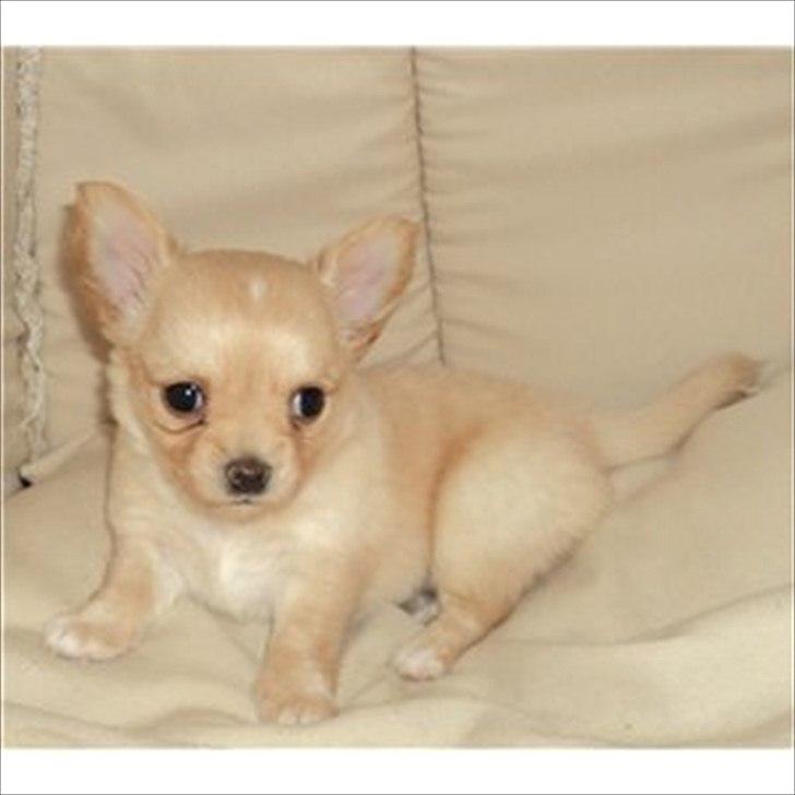 Chihuahua Alberte - lille prinsesse <3 billede 1