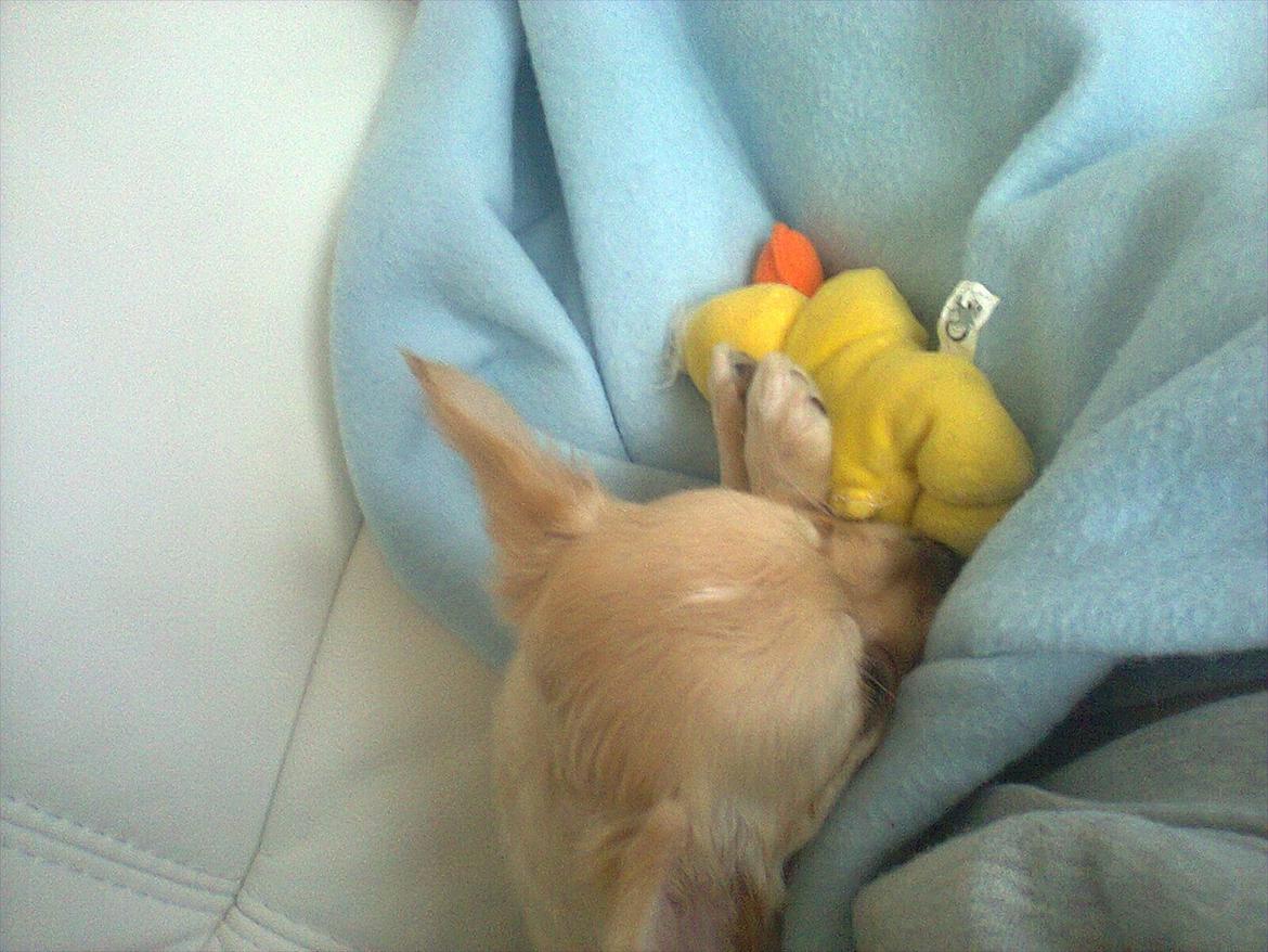 Chihuahua Alberte - sovetryne :-) billede 2