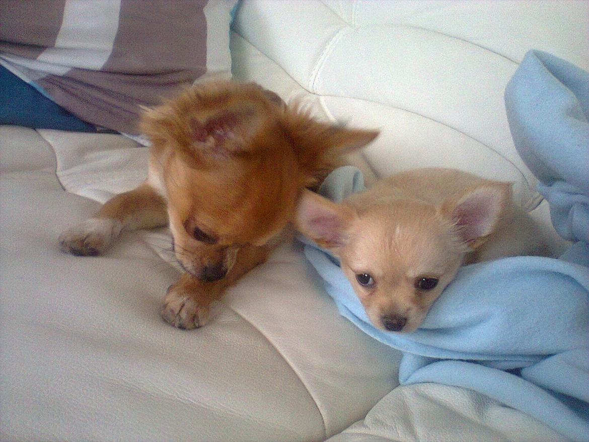 Chihuahua Alberte billede 3