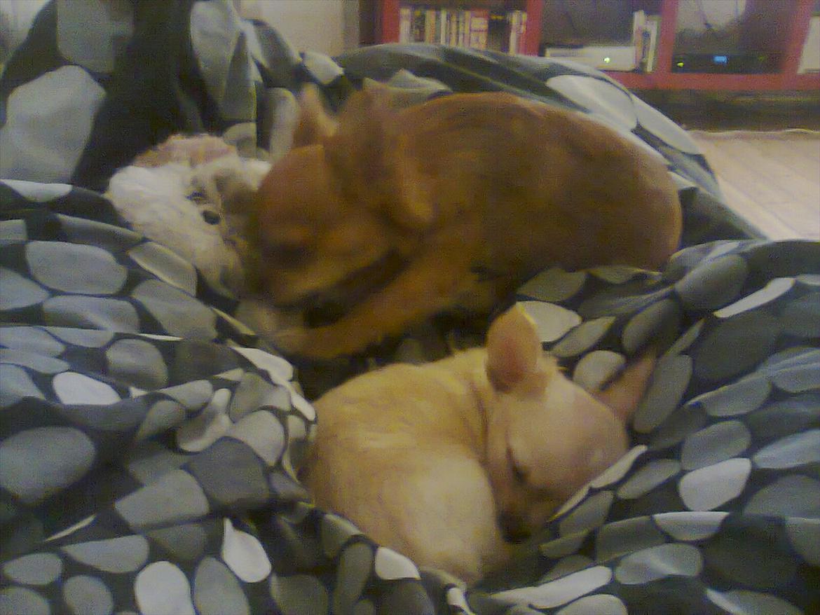 Chihuahua Alberte billede 4