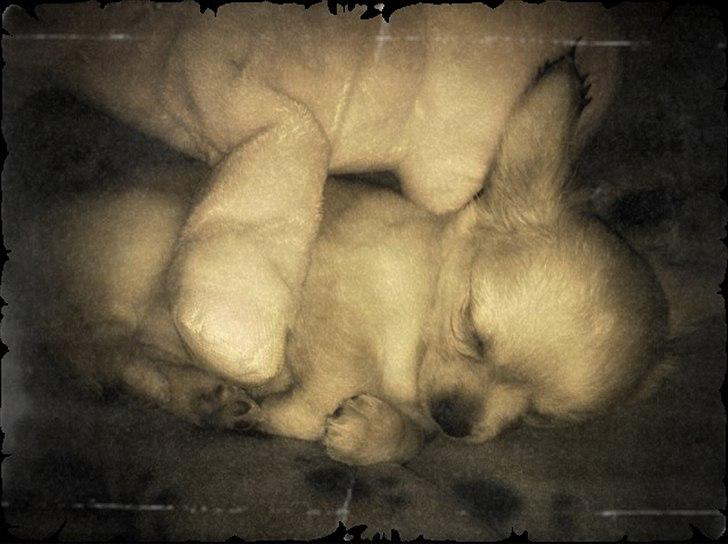 Chihuahua Alberte - <3 billede 5