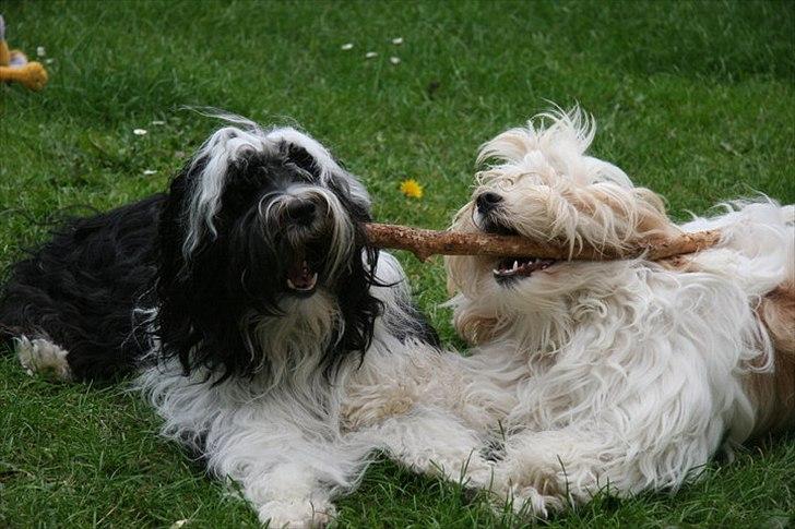 Tibetansk terrier  Night love of  Morris  billede 13