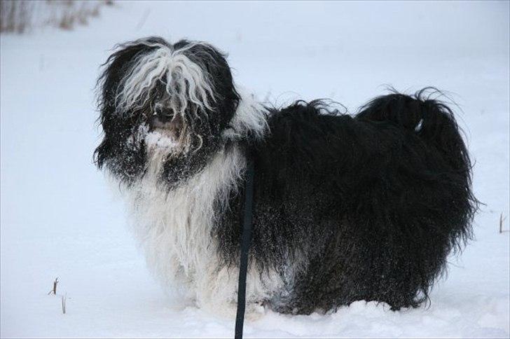 Tibetansk terrier  Night love of  Morris  billede 19