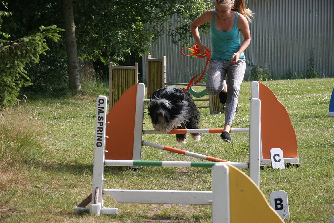 Tibetansk terrier  Night love of  Morris  billede 20