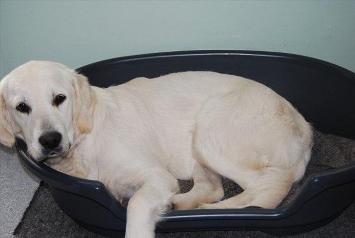 Golden retriever Frida:)<3 billede 13