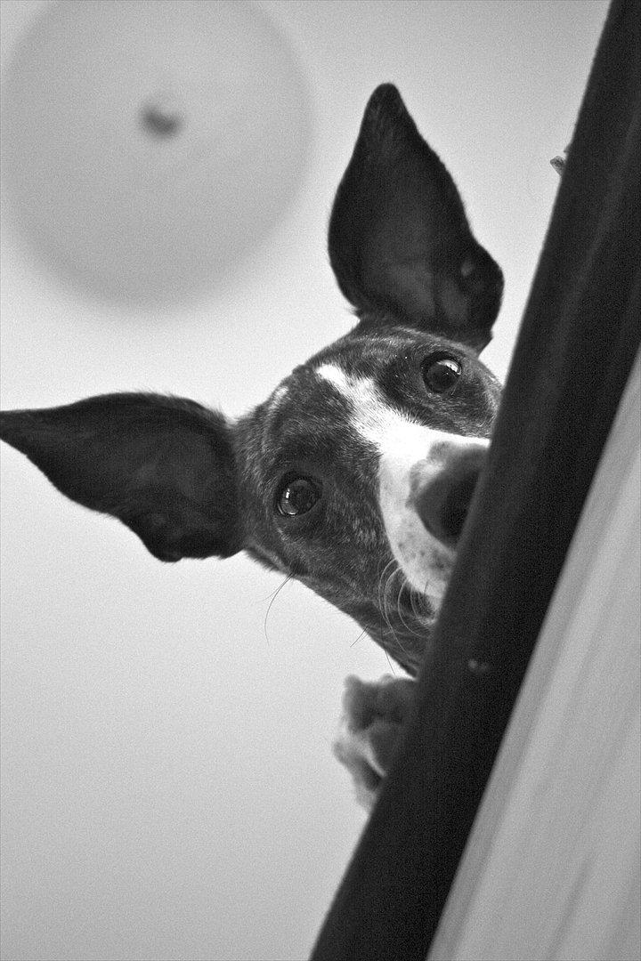 Whippet Anastasia - Oktober 2011 billede 4