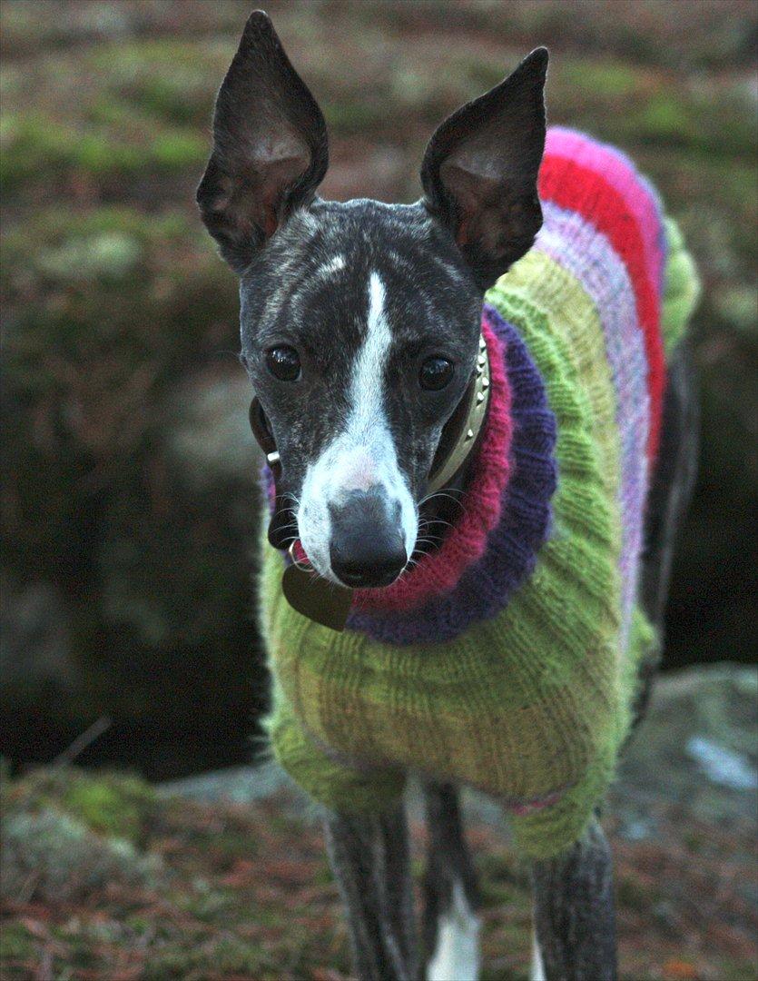 Whippet Anastasia - November 2011 billede 9