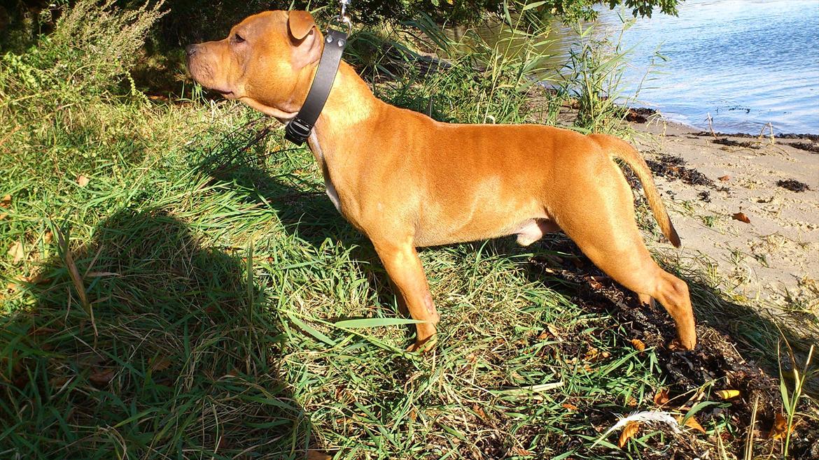 Staffordshire bull terrier Milo billede 13