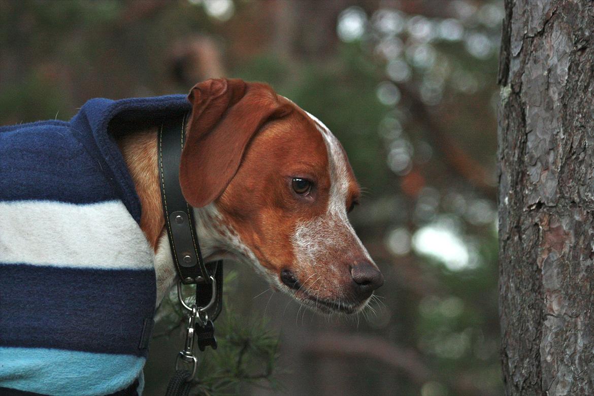 Blanding af racer Tazman - November 2011 billede 15