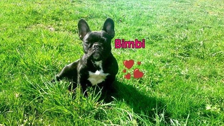 Fransk bulldog Bimbi (Himmelhund) billede 18