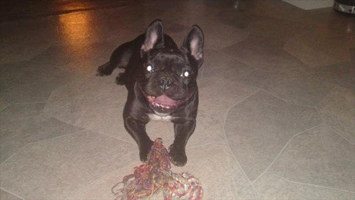 Fransk bulldog Bimbi (Himmelhund) billede 19