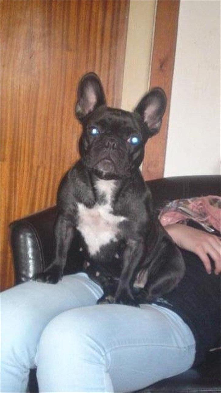 Fransk bulldog Bimbi (Himmelhund) billede 20