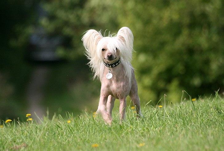 Chinese crested hårløs Silas - *3/9-2011* billede 23