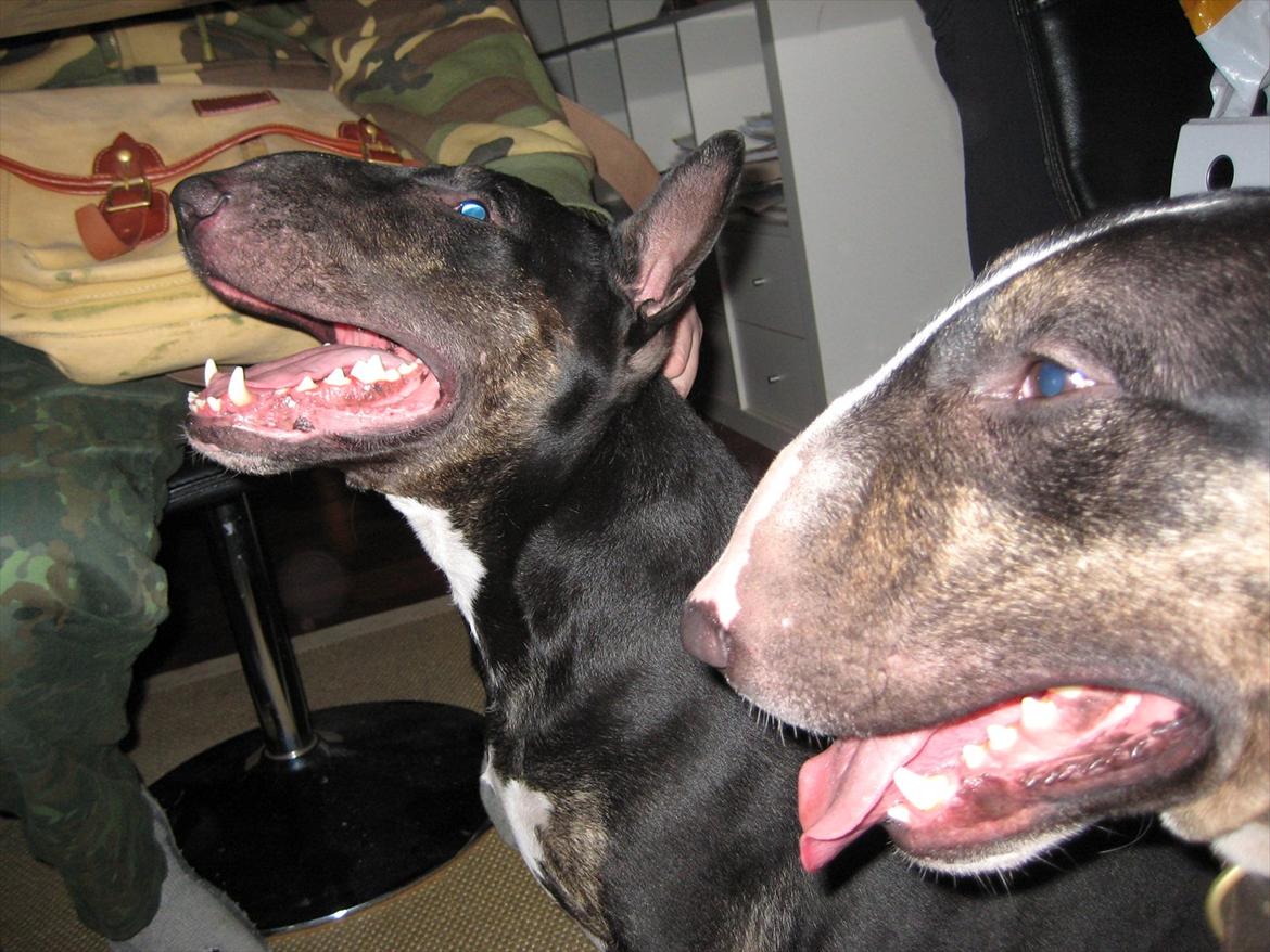 Bullterrier Kalle - Hygge under spisebordet, sammen med brormand billede 20