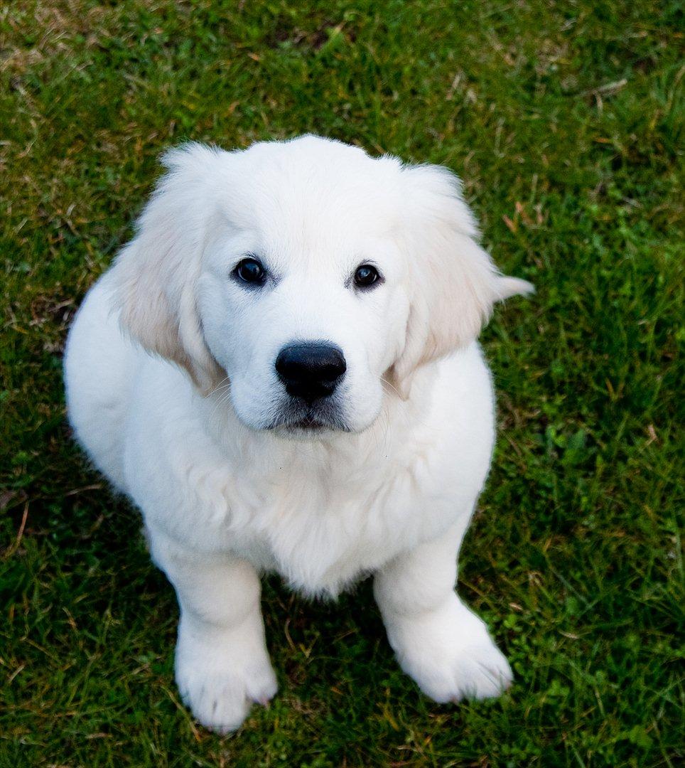 Golden retriever Brorson billede 16