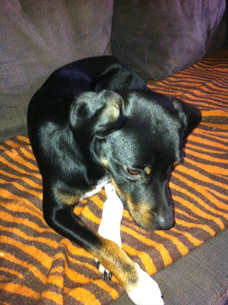 Blanding af racer Sigu billede 6