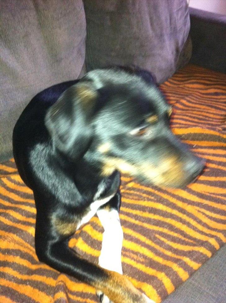 Blanding af racer Sigu billede 7