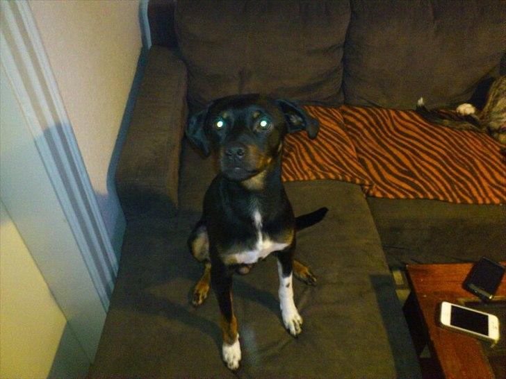 Blanding af racer Sigu billede 8