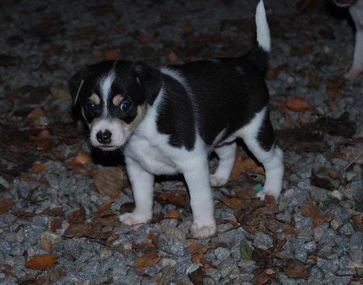 Dansk svensk gaardhund Micki billede 6