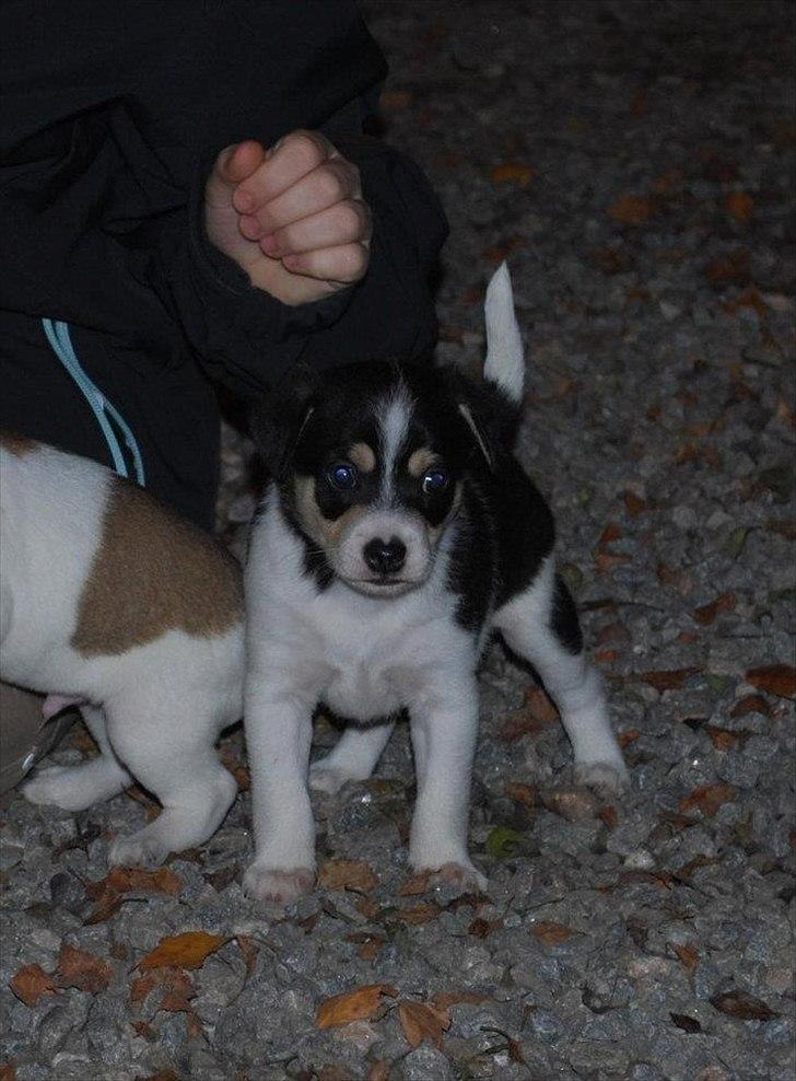 Dansk svensk gaardhund Micki billede 7