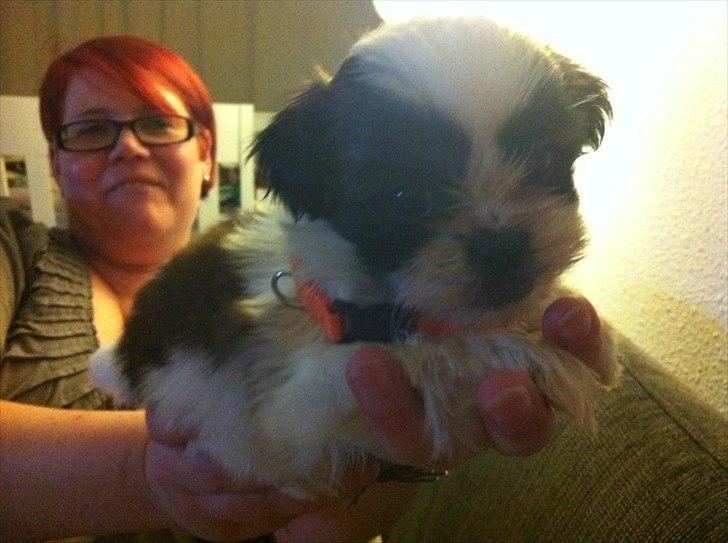 Shih tzu bobby billede 10