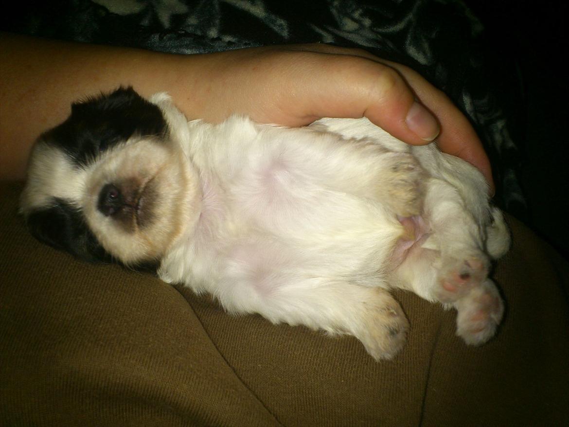 Shih tzu bobby billede 12