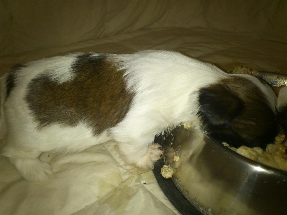 Shih tzu bobby - mad for første gang billede 11