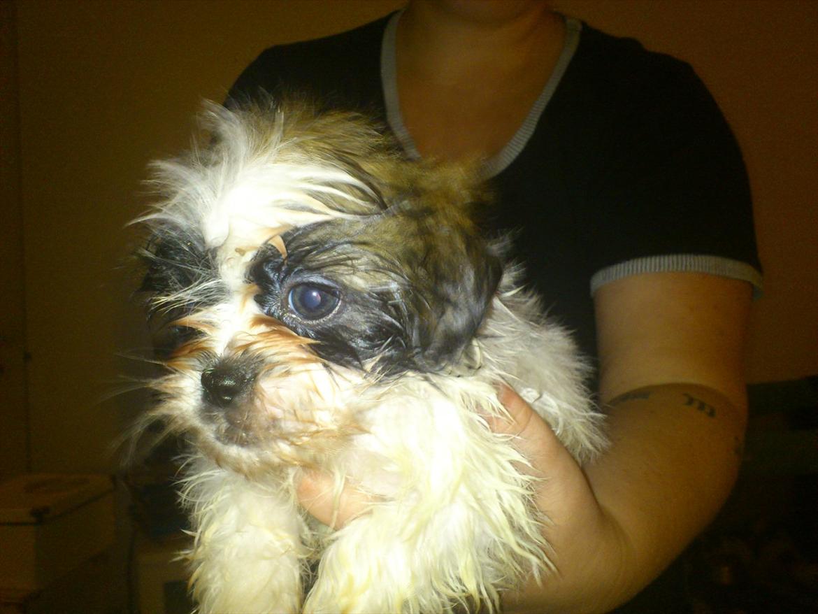 Shih tzu bobby - har været i bad  billede 9