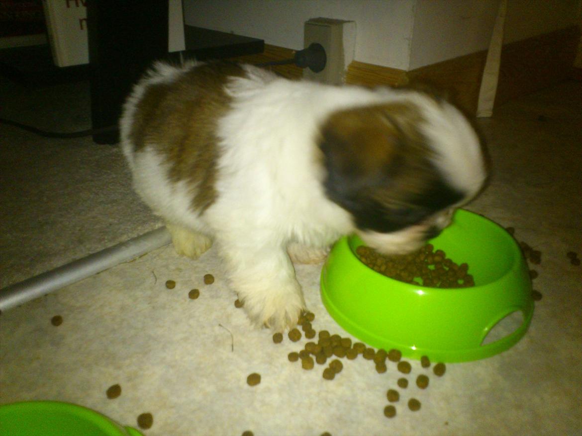 Shih tzu bobby - mit trick, tømme madskål ud på gulv billede 8