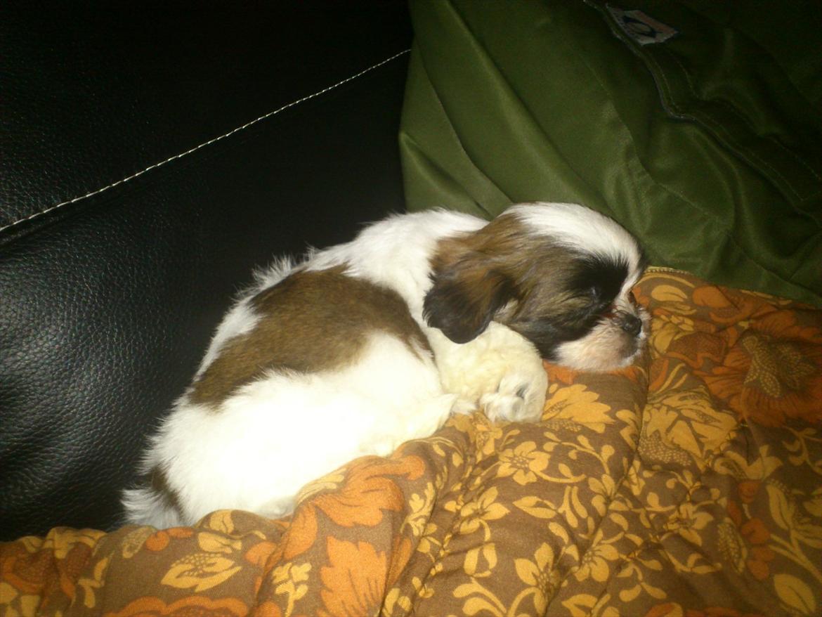 Shih tzu bobby billede 7