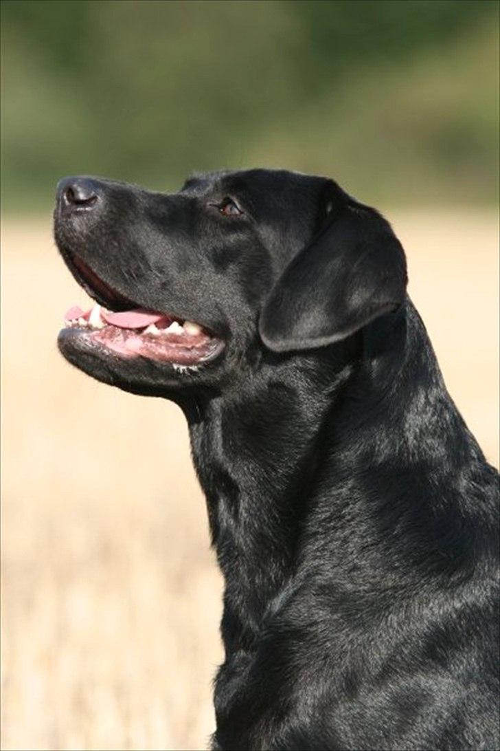 Labrador retriever Freya billede 1